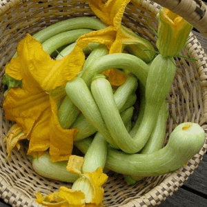 Semences Courge Trompette d’Albenga