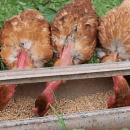 La Ferme d'à côté #7