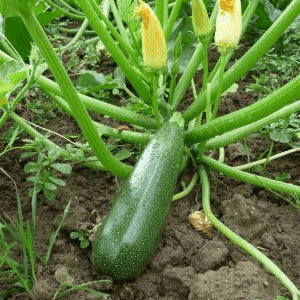 Plant de courgette (zuboda)