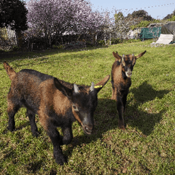 GAEC La ferme du maquis #2