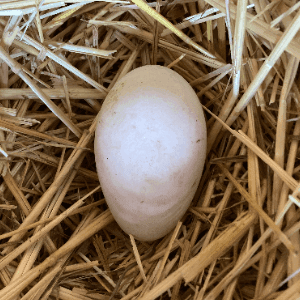 oeuf d'oie -
