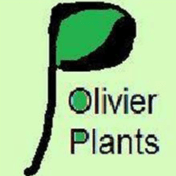 PierreOlivierPlants #0