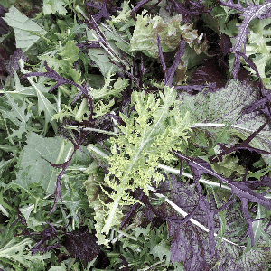 Mesclun