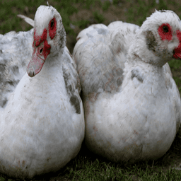 La Ferme Jaussely Foglia #7