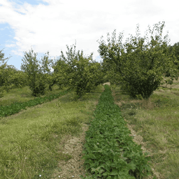 Jardin des Deux Mers #5