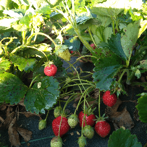 Fraises BIO - A partir du 1er Mai