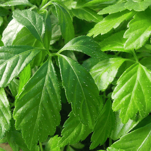Plant aromatique vivace - JIAOGULAN (Herbe de l'immortalité)