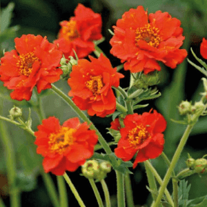 Plant de fleur vivace - BENOITE