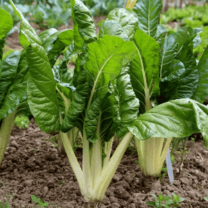 Plant de légume - BLETTES - Vertes à cardes blanches