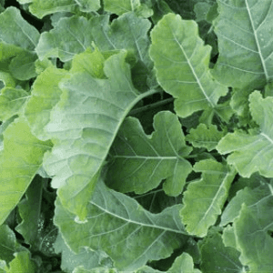 Plant de légume vivace - CHOU DAUBENTON