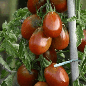 Plant de tomate cerise - PRUNE NOIRE