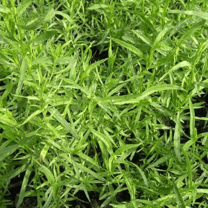 Plant aromatique vivace - ESTRAGON FRANCAIS