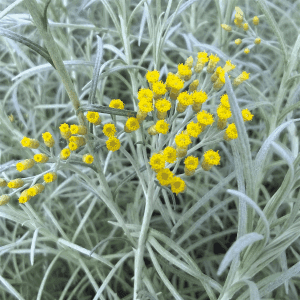 Plant aromatique vivace - HELICHRYSE (Plante curry ou Immortelle)