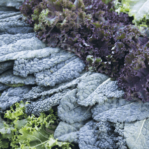 Plant de légume vivace - CHOU KALE