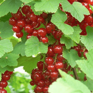 Plant de petit fruit - GROSEILLIER à grappes (Junifer)