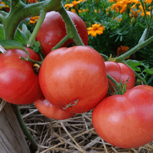 Plant de tomate rouge - GREGORY ALTAI