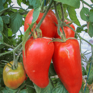 Plant de tomate rouge - ST JEAN D'ANGELY