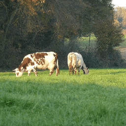 Fromagerie Le Petit Trèfle #1