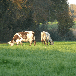 Fromagerie Le Petit Trèfle