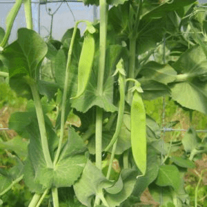 Pois mange-tout
