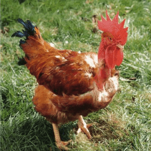 poulets
