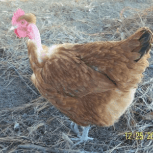 poulets