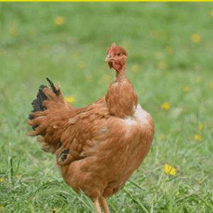 poulets