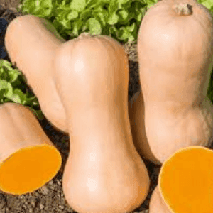 Courge Butternut