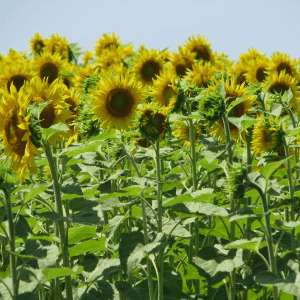 Huile tournesol Salade Bio