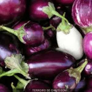 Aubergine