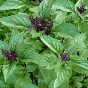 Plant d’aromatique Basilic Cannelle