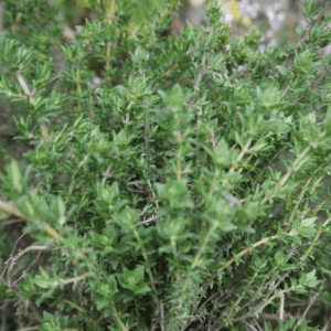 Thym frais Bio ( pic de viscos)