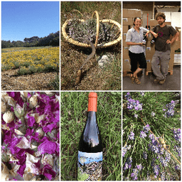 Fleurs de garrigue / GAEC Petit pont et Buisson #2