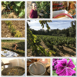 Fleurs de garrigue / GAEC Petit pont et Buisson #3