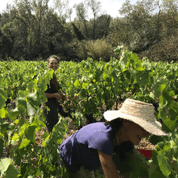 Fleurs de garrigue / GAEC Petit pont et Buisson #4