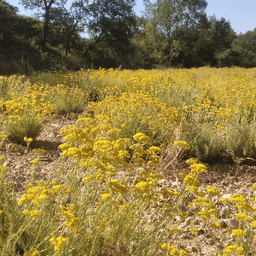 Fleurs de garrigue / GAEC Petit pont et Buisson #5