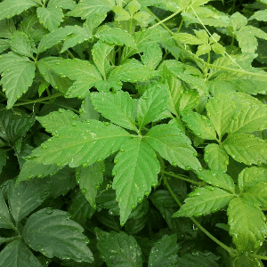 Plant de vivace jiaogulan