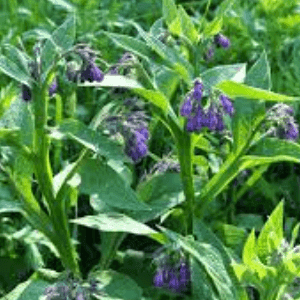 Plant Grande Consoude