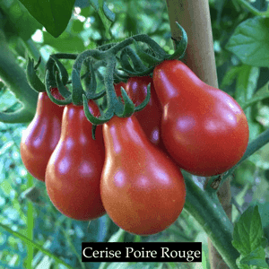 Tomate cerise "Poire Rouge"