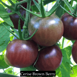 Tomate cerise "Brown Berry"