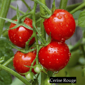 Tomate cerise "Rouge"