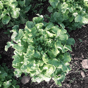 Laitue feuille de chêne blonde