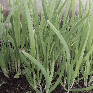 ciboule de chine