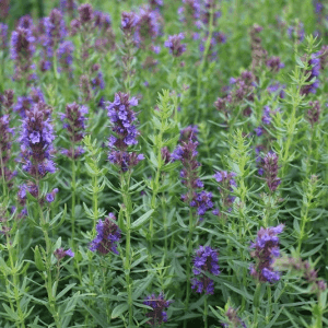 Hysope officinale