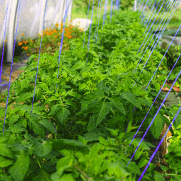 Au Puy de légumes #8