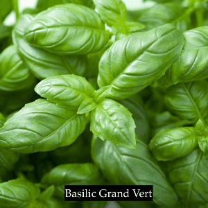 Basilic "Grand Vert"