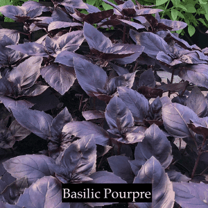 Basilic "Pourpre"