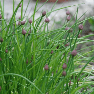 Ciboulette
