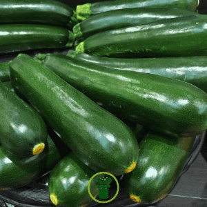 Courgette Black Beauty