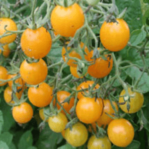 Tomate cerise Jaune ronde